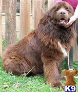 newfoundland puppy posted by LAURA MCKINNEY